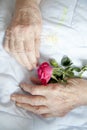 Hands of elderly lady with rose-series of photos Royalty Free Stock Photo